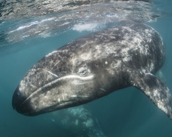 Gray whale swimming