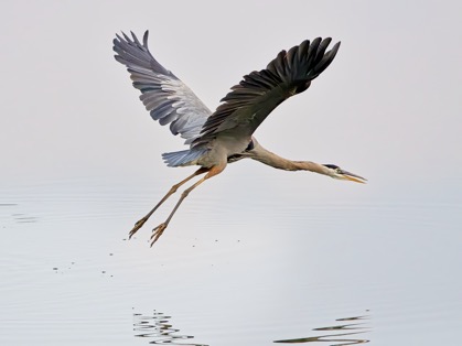 Great Blue Heron in Flight