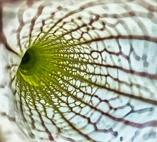 Pitcher Plant interior