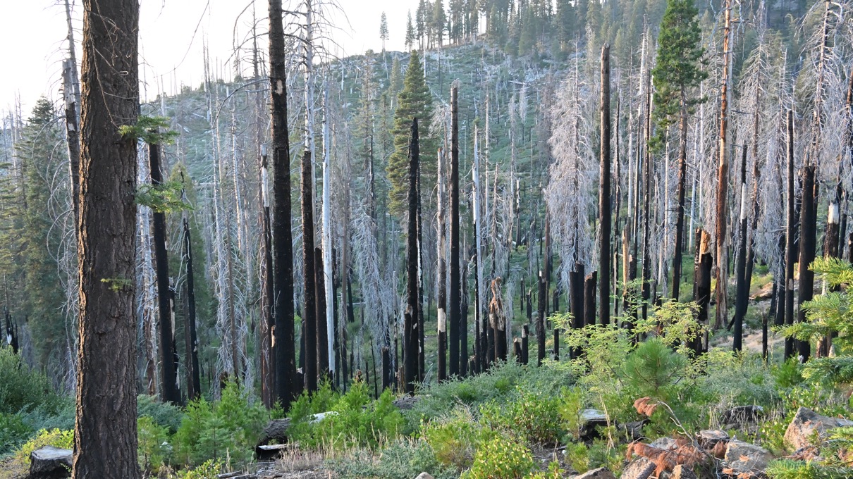 Wild Fire Aftermath