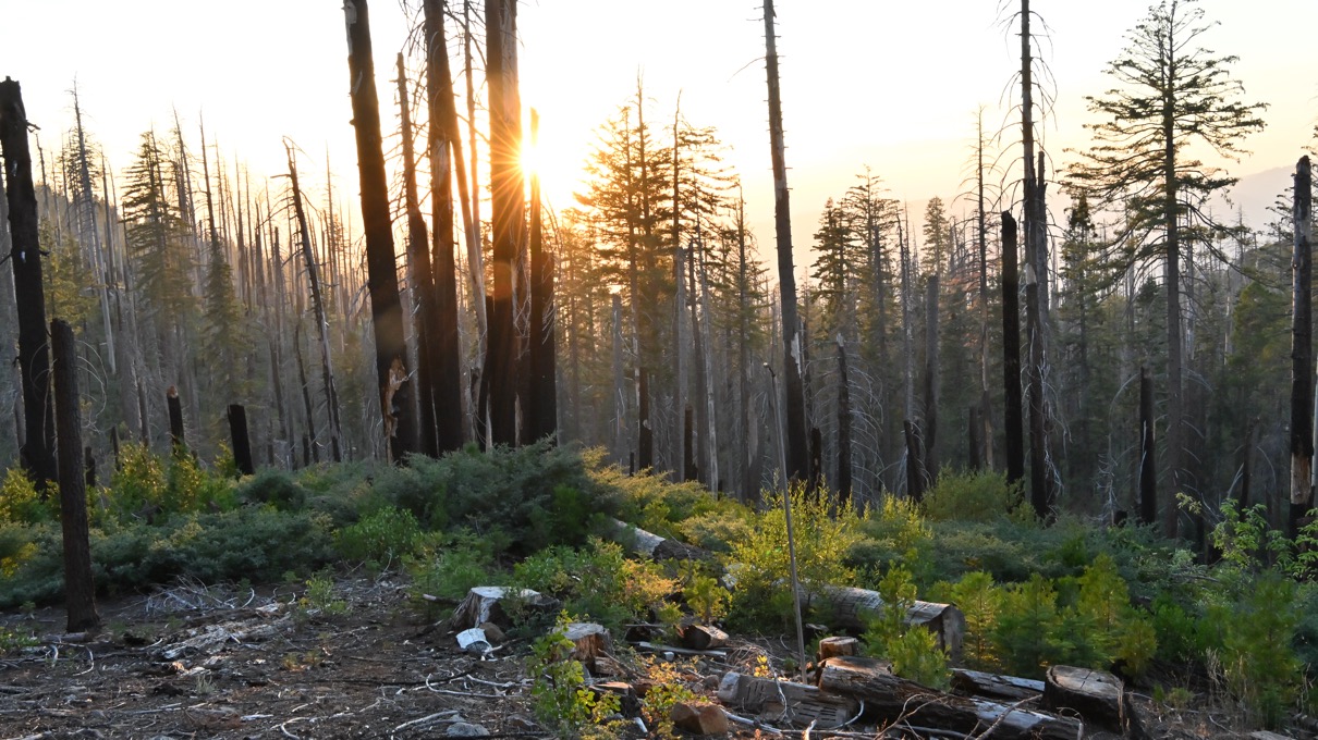 Wild Fire Damage