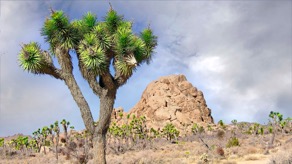 Joshua Tree color